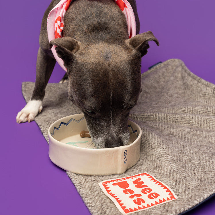 Ceramic Dog Bowl